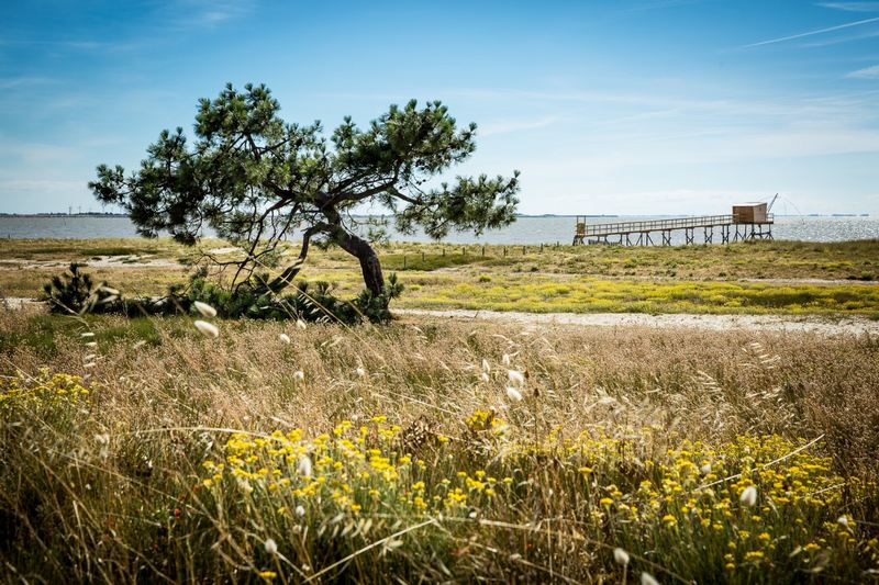 paysage dunaire et sauvage au collet